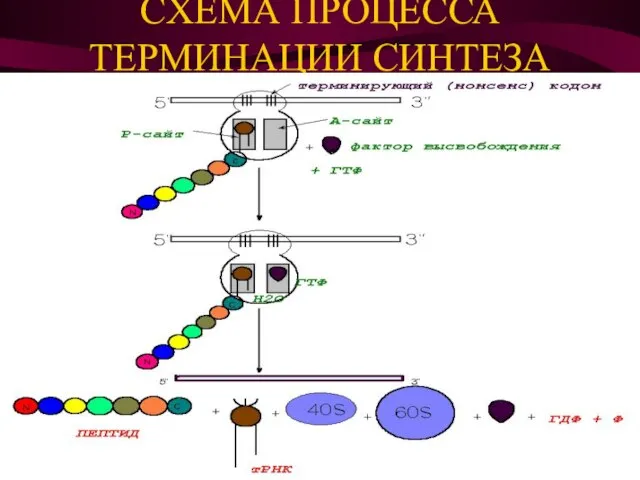 CХЕМА ПРОЦЕССА ТЕРМИНАЦИИ СИНТЕЗА БЕЛКА