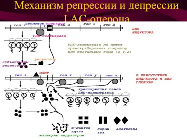 Механизм репрессии и депрессии LAC-оперона