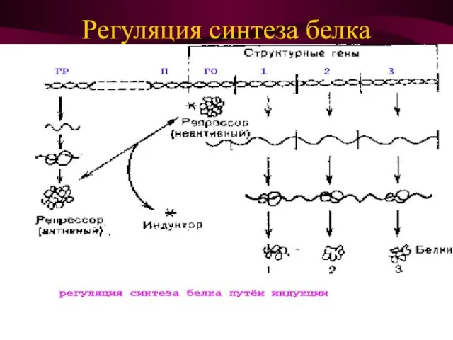 Регуляция синтеза белка