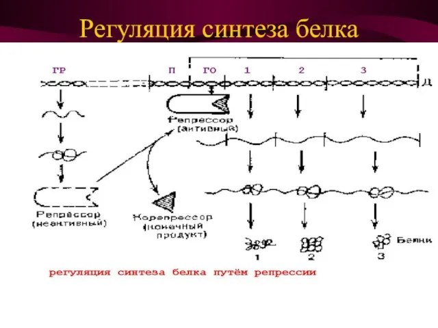 Регуляция синтеза белка