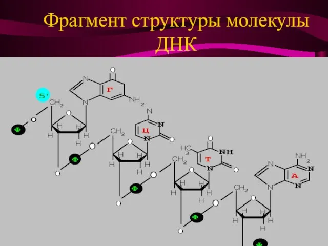 Фрагмент структуры молекулы ДНК