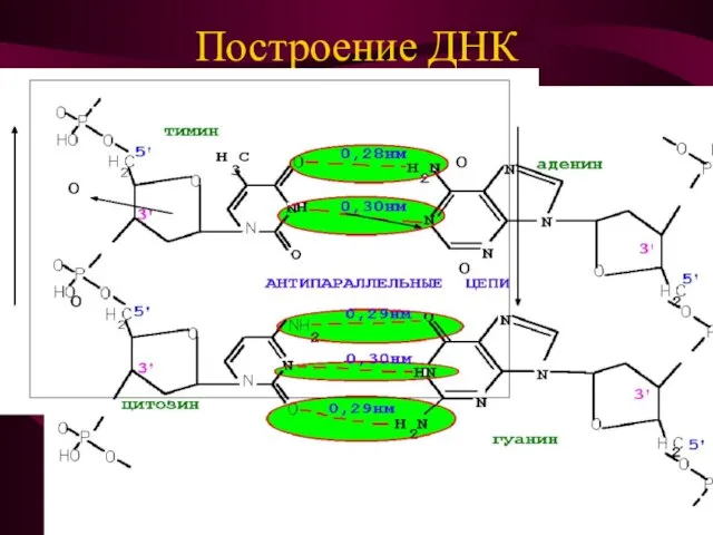 Построение ДНК