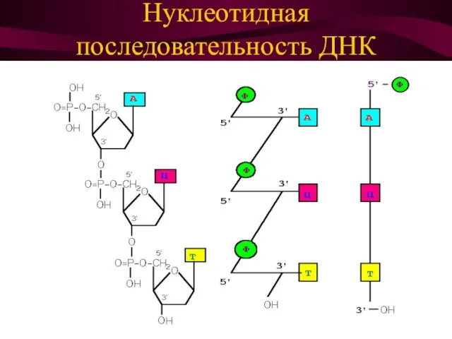 Нуклеотидная последовательность ДНК