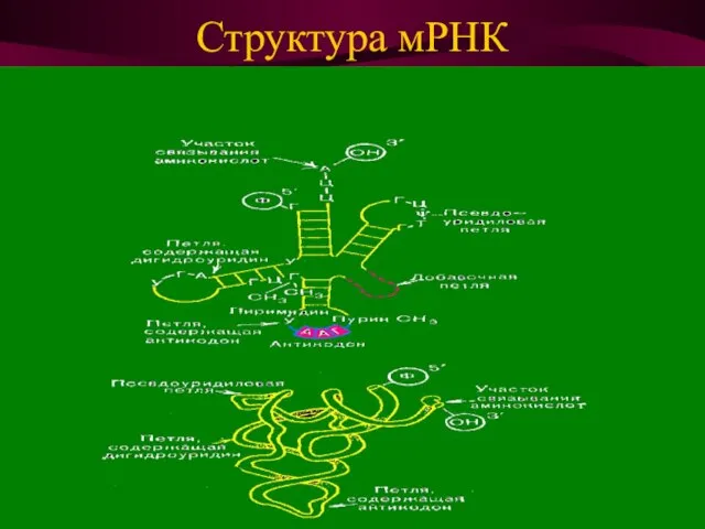 Структура мРНК