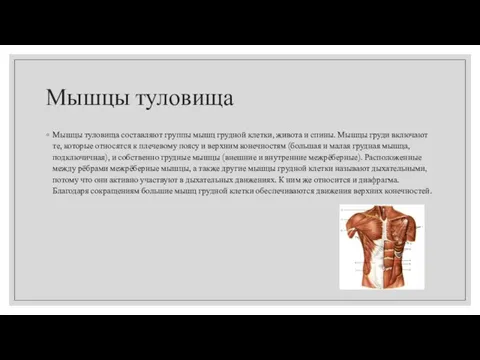 Мышцы туловища Мышцы туловища составляют группы мышц грудной клетки, живота и спины.