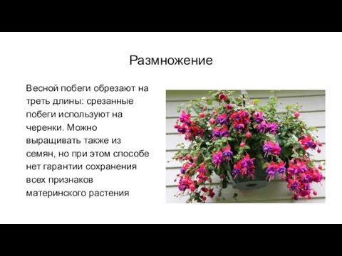 Размножение Весной побеги обрезают на треть длины: срезанные побеги используют на черенки.