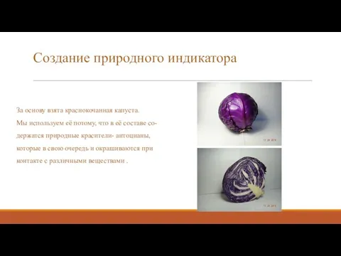 Создание природного индикатора За основу взята краснокочанная капуста. Мы используем её потому,