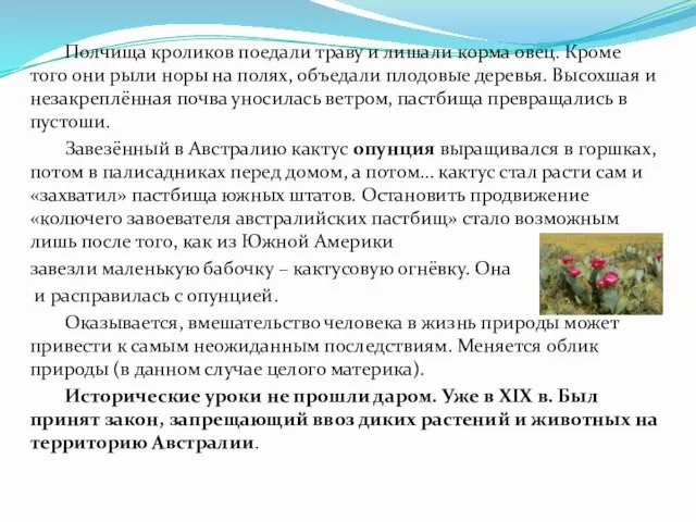 Полчища кроликов поедали траву и лишали корма овец. Кроме того они рыли