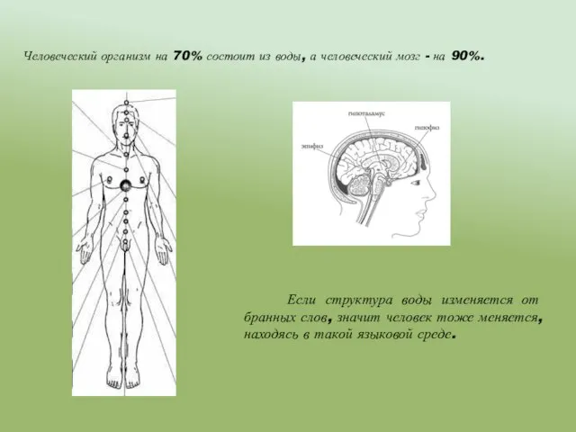 Человеческий организм на 70% состоит из воды, а человеческий мозг - на