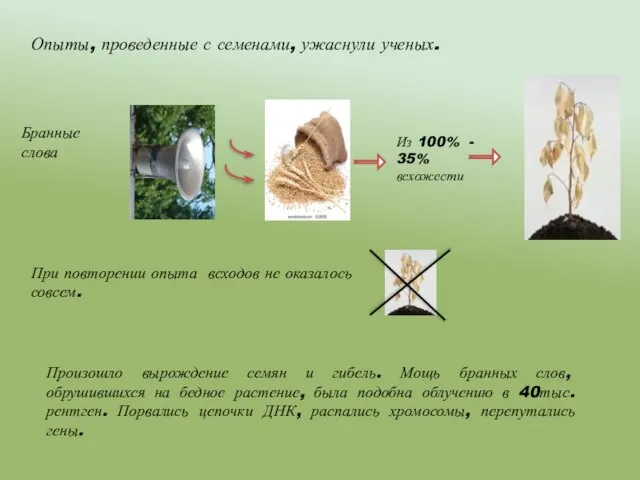 Опыты, проведенные с семенами, ужаснули ученых. Бранные слова Из 100% - 35%