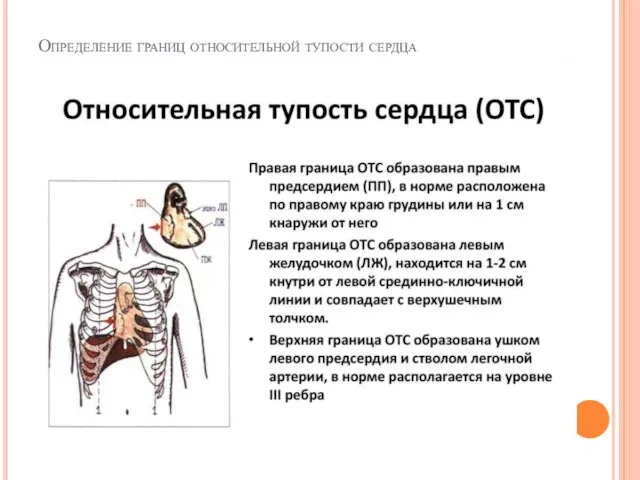 Определение границ относительной тупости сердца