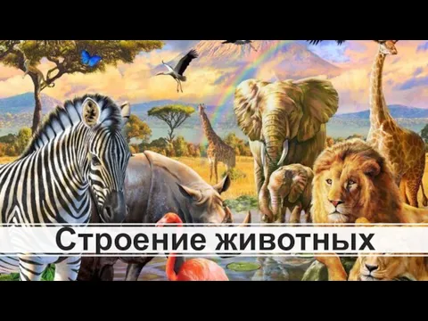 Строение животных