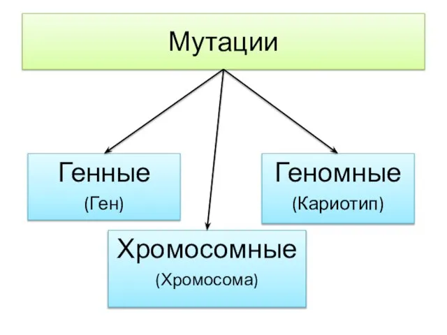 Мутации Генные (Ген) Хромосомные (Хромосома) Геномные (Кариотип)