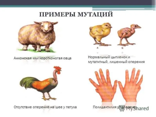 Генные мутации Встречаются чаще других. Возникает при замене одного или нескольких нуклеотидов