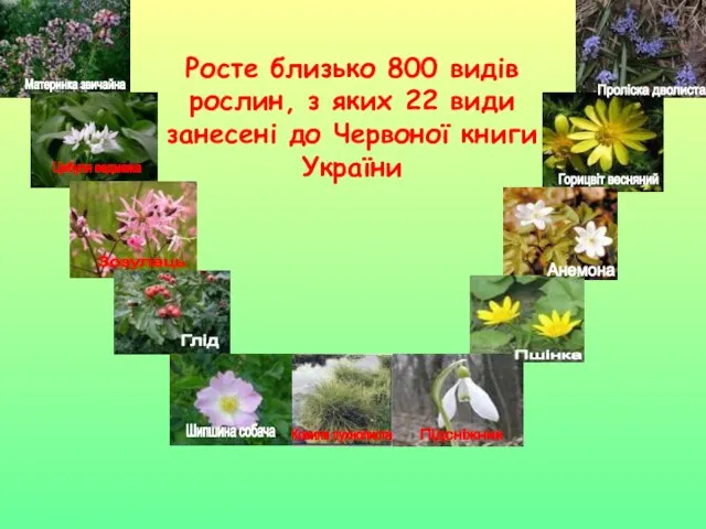 Росте близько 800 видів рослин, з яких 22 види занесені до Червоної