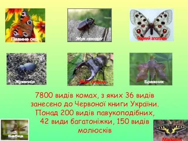 7800 видів комах, з яких 36 видів занесено до Червоної книги України.