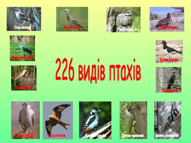 226 видів птахів Балобан Шуліка Шуліка Дятел синій Дятел зелений Дятел строкатий