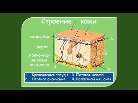 Строение кожи Кровеносные сосуды 3. Потовая железа Нервное окончание 4. Волосяной мешочек