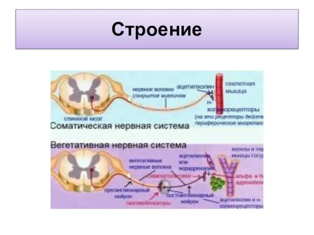 Строение