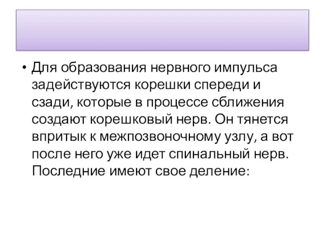 Для образования нервного импульса задействуются корешки спереди и сзади, которые в процессе