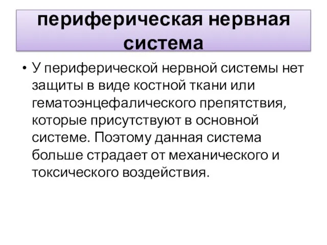 периферическая нервная система У периферической нервной системы нет защиты в виде костной