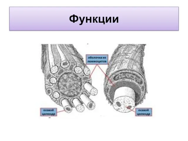 Функции