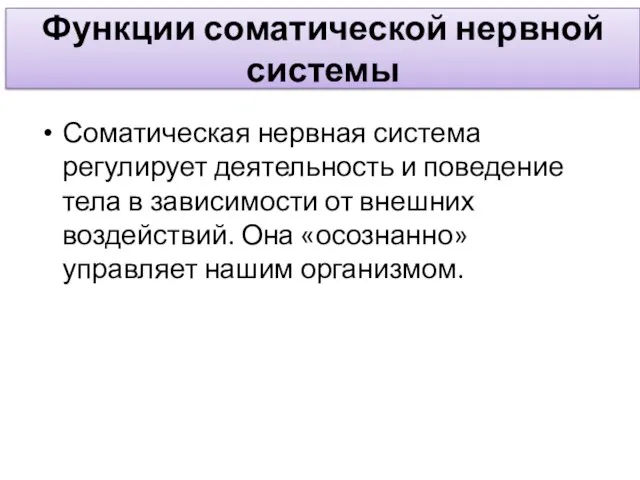 Функции соматической нервной системы Соматическая нервная система регулирует деятельность и поведение тела