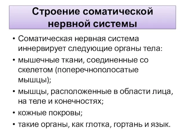 Строение соматической нервной системы Соматическая нервная система иннервирует следующие органы тела: мышечные