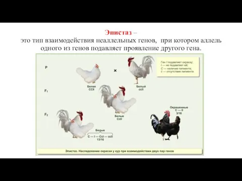 Эпистаз – это тип взаимодействия неаллельных генов, при котором аллель одного из