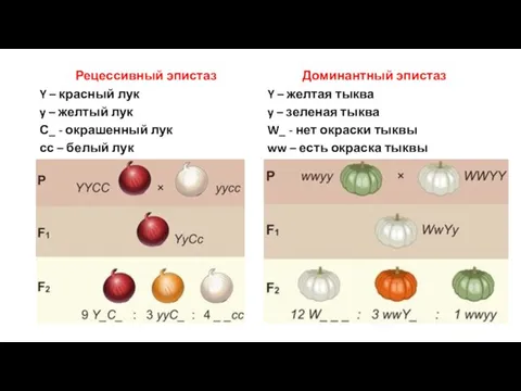 Рецессивный эпистаз Y – красный лук y – желтый лук С_ -