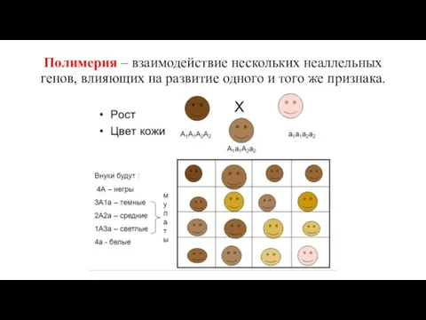 Полимерия – взаимодействие нескольких неаллельных генов, влияющих на развитие одного и того же признака.