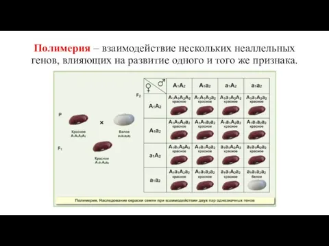 Полимерия – взаимодействие нескольких неаллельных генов, влияющих на развитие одного и того же признака.