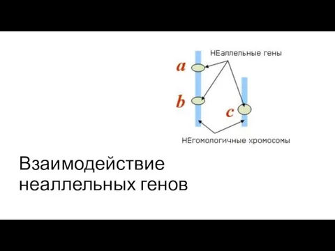 Взаимодействие неаллельных генов