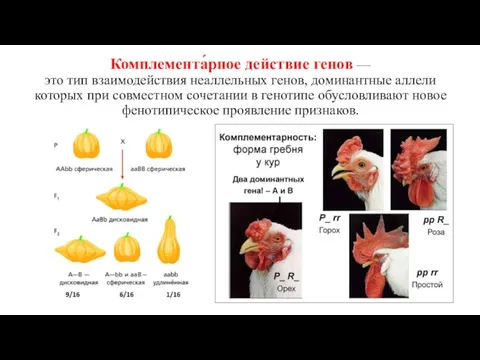 Комплемента́рное действие генов — это тип взаимодействия неаллельных генов, доминантные аллели которых