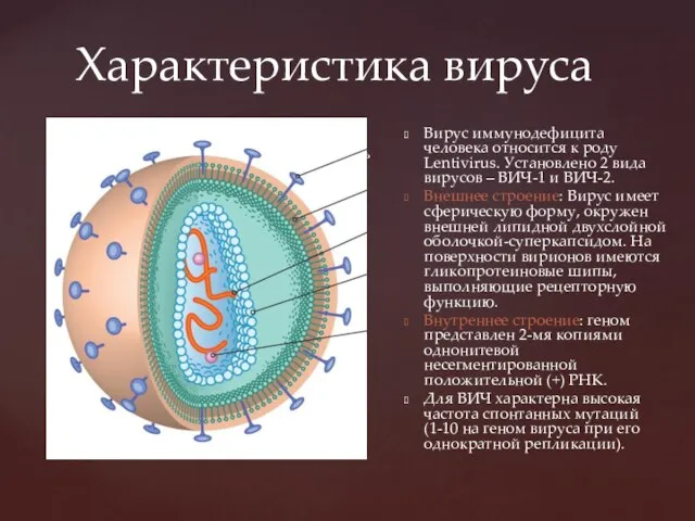 Характеристика вируса В окружающей среде резистентность невысокая, но при высоких концентрациях ВИЧ