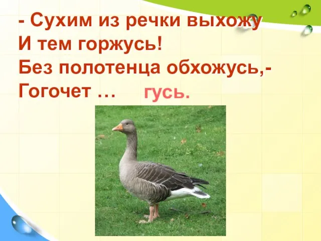 - Сухим из речки выхожу И тем горжусь! Без полотенца обхожусь,- Гогочет … гусь.