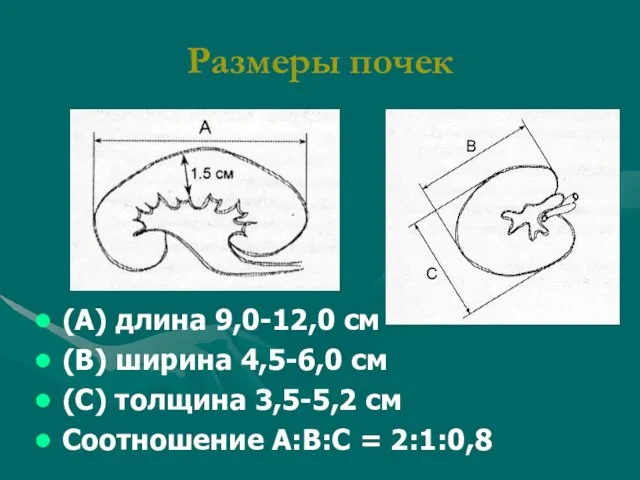 Размеры почек (А) длина 9,0-12,0 см (В) ширина 4,5-6,0 см (С) толщина