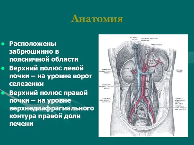 Анатомия Расположены забрюшинно в поясничной области Верхний полюс левой почки – на
