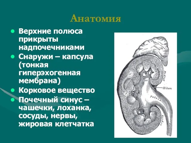 Анатомия Верхние полюса прикрыты надпочечниками Снаружи – капсула (тонкая гиперэхогенная мембрана) Корковое