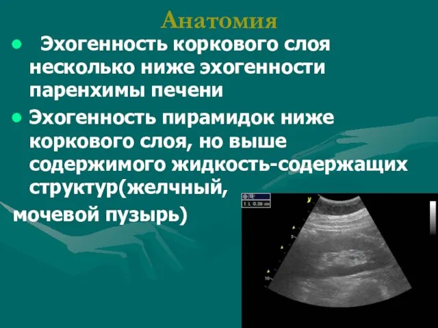 Анатомия Эхогенность коркового слоя несколько ниже эхогенности паренхимы печени Эхогенность пирамидок ниже