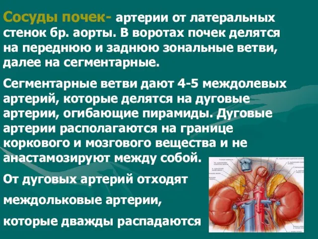 Сосуды почек- артерии от латеральных стенок бр. аорты. В воротах почек делятся