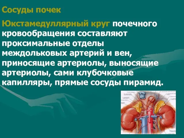 Сосуды почек Юкстамедуллярный круг почечного кровообращения составляют проксимальные отделы междольковых артерий и