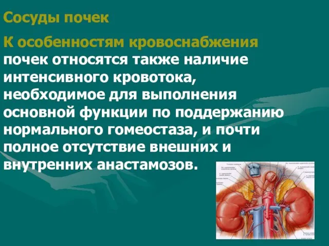 Сосуды почек К особенностям кровоснабжения почек относятся также наличие интенсивного кровотока, необходимое