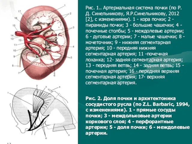Рис. 1.. Артериальная система почки (по Р.Д. Синельникову, Я.Р.Синельникову, 2012 [2], с