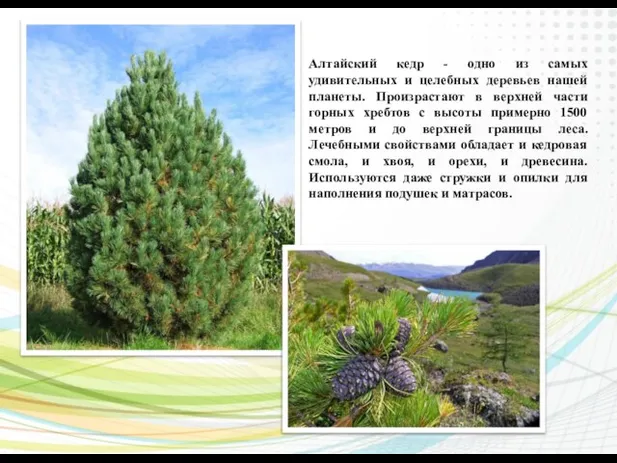 Алтайский кедр - одно из самых удивительных и целебных деревьев нашей планеты.