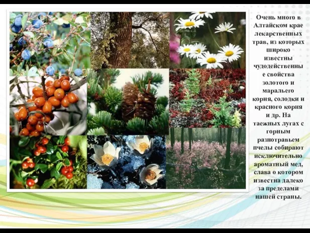 Очень много в Алтайском крае лекарственных трав, из которых широко известны чудодейственные