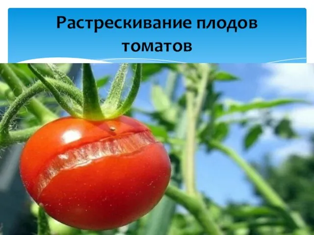 Растрескивание плодов томатов