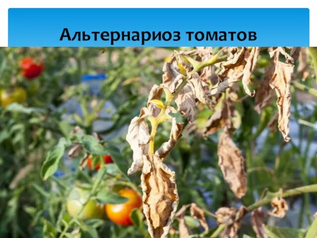 Альтернариоз томатов