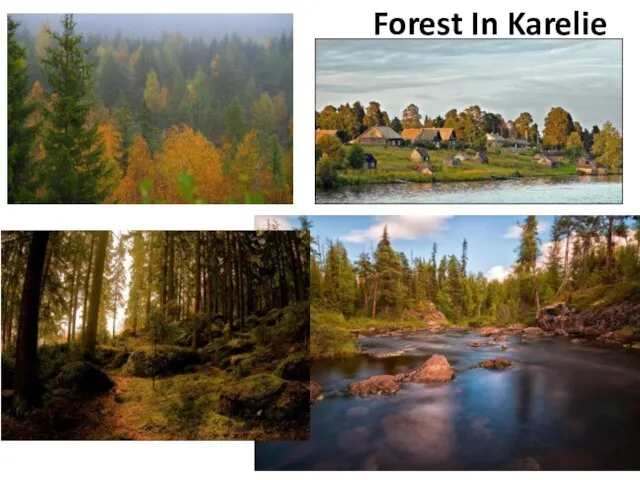 Forest In Karelie