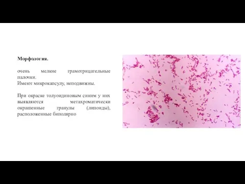 Морфология. очень мелкие грамотрицательные палочки. Имеют микрокапсулу, неподвижны. При окраске толуоидиновым синим